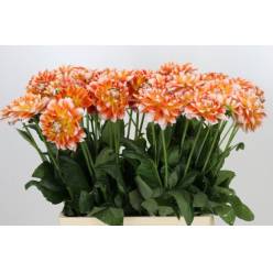 Dalia Hol. Hapet Harmony 70cm "CC40"