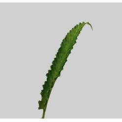 Helecho Naniwa 50cm