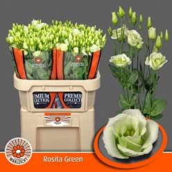 Lisiantus Hol. Rosi Green 70cm 55gr "Waalzicht"