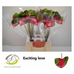 Anthurium Hol. Exciting Love "CC40"