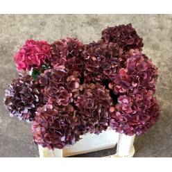 Hortensia Hol. D. Ruby Classic 50cm �14/16