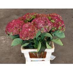 Hortensia Hol. M Mag. Rev. Clas. 65cm �16/18