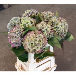 Hortensia Hol. Royal Love Classic 60cm �13/15