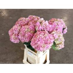 Hortensia Hol. Royal Symphony Cl. 60cm �18/20 Vd.