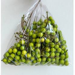Fruto Melia Azerdarach 500gr