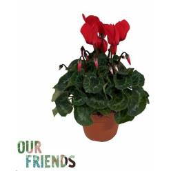 P. Cyclamen Persicum Rojo 12/25cm "CC6"