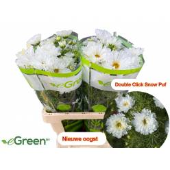 Cosmos Bipinnatus White 50cm "CC40"