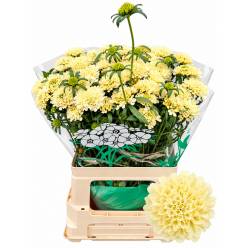 Scabiosa Atro Banana Scoop 65cm "T50"