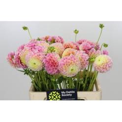 Dalia Hol. Disco Baby 55cm "CC40"