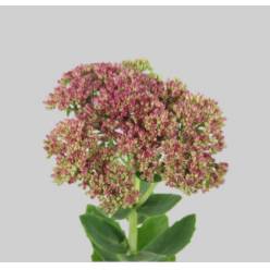 Sedum Hol. Spectabile 55cm "T25" (7 Dias - 2�)