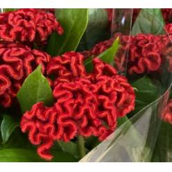 Celosia Cresta Nac. "BAR" Roja 80cm (7 Dias - 2�)