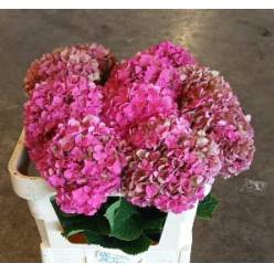 Hortensia Hol. Glow Alps Classic 75cm �16/18 Bic.