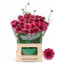 Scabiosa Atro Raspberry Scoop 60cm "CC50"