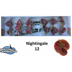 Anthurium Hol. Nightingale �13  "CC12"