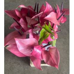 Anthurium Hol. Cassis Mini "CC30"