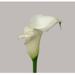 Calla Pure Art 60cm "Doble" (7 Dias - 2�)
