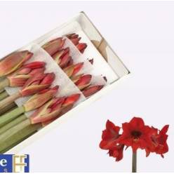 Amaryllis Rapido Rojo "CC18"