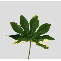 Aralia Bicolor 45cm (7 Dias - 2�)