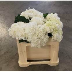 Hortensia Hol. Verena White 50cm �16/18 (7 Dias - 2�)