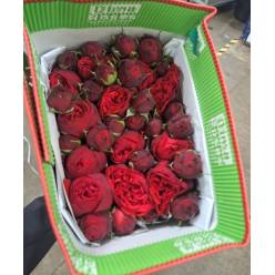 Rosa Ecu. Rami. Piano Freiland 50cm "T25"
