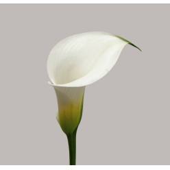 Calla Captain Cortina 65cm