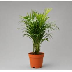 P. Dypsis Lutescens 17/75cm x6