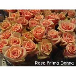 FLORES | almacén de flor - Mayorista de flores. - Flores - Rosa - Rosa ...