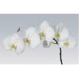 Phalaenopsis Sensation White x45