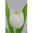 Tulipan Hol. Royal Virgin Blanco 40cm