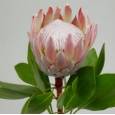 Protea Cynaroides Rosa 50cm " Unidad "