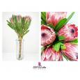 Protea Pink Ice 40cm x5