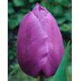 Tulipan Hol. Purple Prince Morado 35cm
