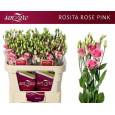 Lisiantus Hol. Rosi Rose Pink 75cm 55gr x10 Rs