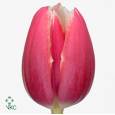 Tulipan Hol. Debutante Bicolor 40cm