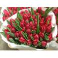 Tulipan Hol. Ill De France Rojo 40cm