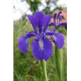 Iris Nacional Azul 70cm