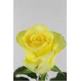Rosa Hol. Minion rose 50cm x10 Am.