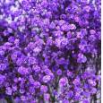 Paniculata Ecu. Tint. Purple 750gr