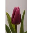Tulipan Hol. Copex 40cm Morado