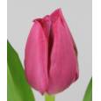 Tulipan Hol. Pink Ardour 40cm Fr.