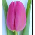 Tulipan Hol. Pink Marlene 40cm Fr.