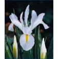 Iris Nacional Blanco 70cm