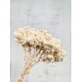Helichrysum Italicum Seco Blanco 40cm 50g
