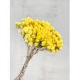 Helichrysum Italicum Seco Amarillo 40cm 50g