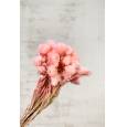 Helichrysum Capblumen Seco Rosa Claro 40cm 50g