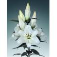 Oriental Hol. Bl. White Passion 80cm 2 flores