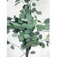 Eucaliptus Populus Liofilizado Verde 150g