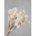 Helichrysum Capblumen Seco Blanco 40cm 50g