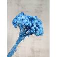 Helichrysum Italicum Seco Azul 40cm 50g