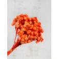 Helichrysum Italicum Seco Naranja 40cm 50g